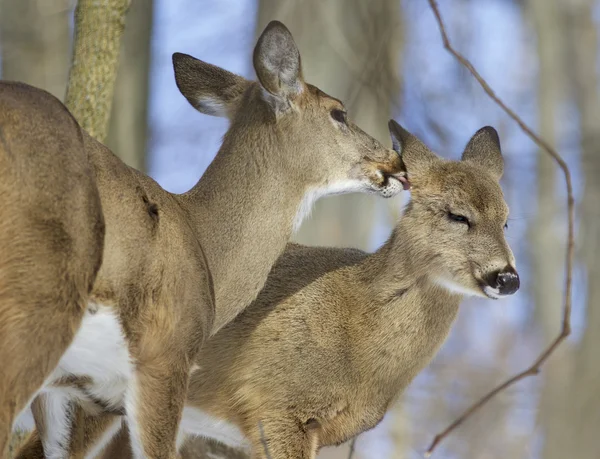 Beautiful photo of a pair of the cute wild deers licking each other
