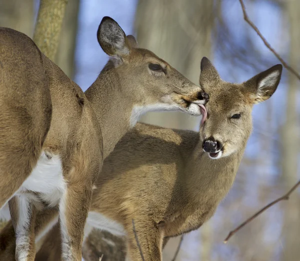 Beautiful picture with a pair of the cute wild deers in love