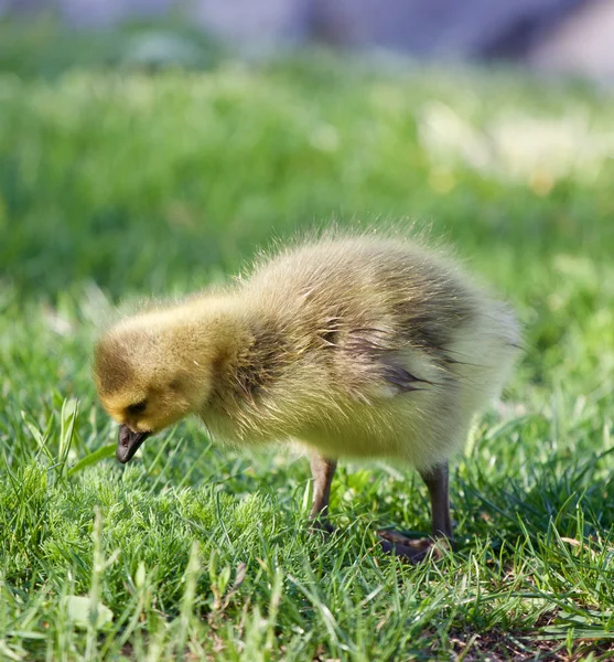 Young goose is searching something