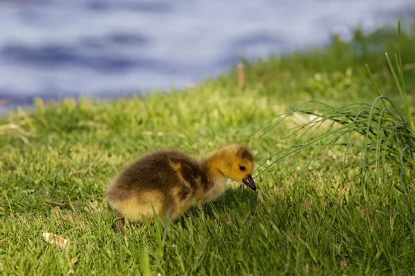 Cute chick is searching something in the grass