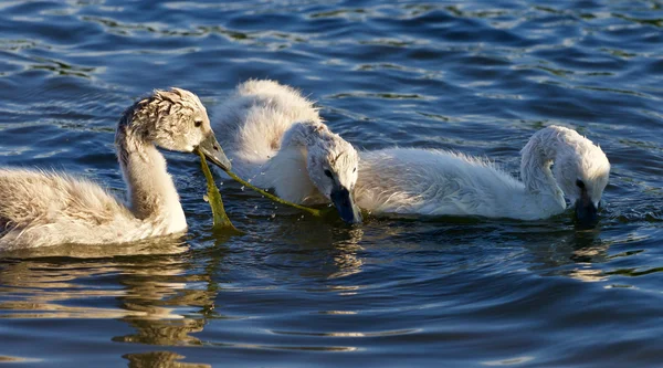 Funny young swans are trying to divide the algae