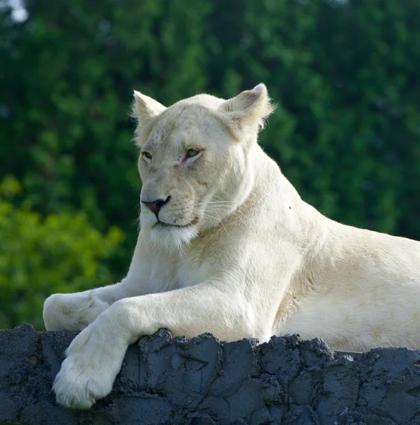 The lion seems to be bored