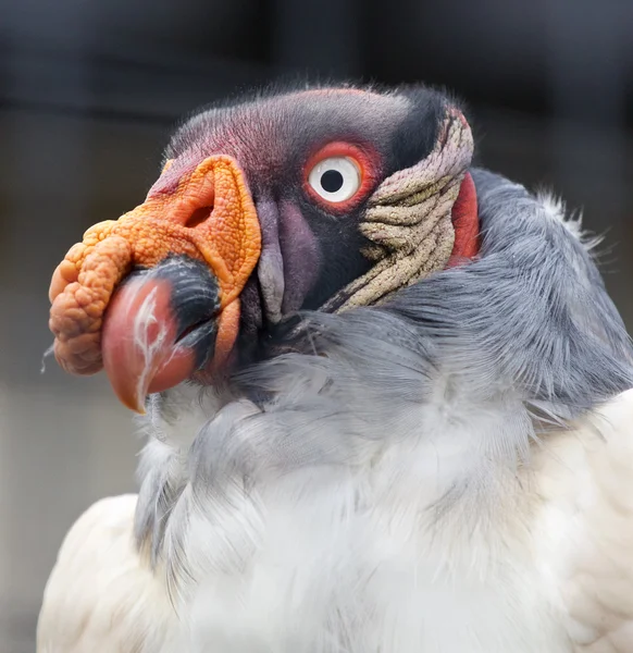Funny portrait of a king vulture