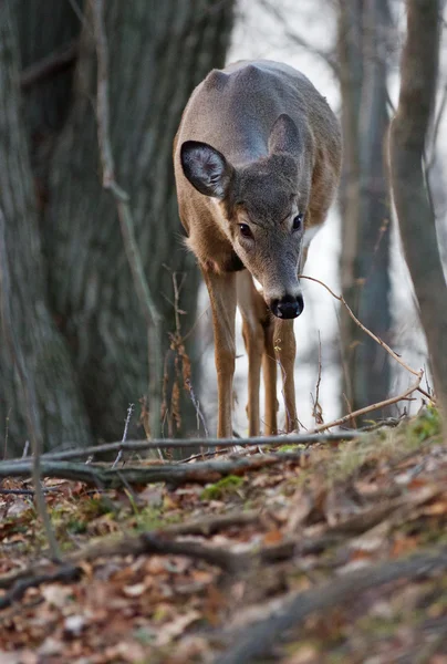 Photo of the deer searching something on the ground