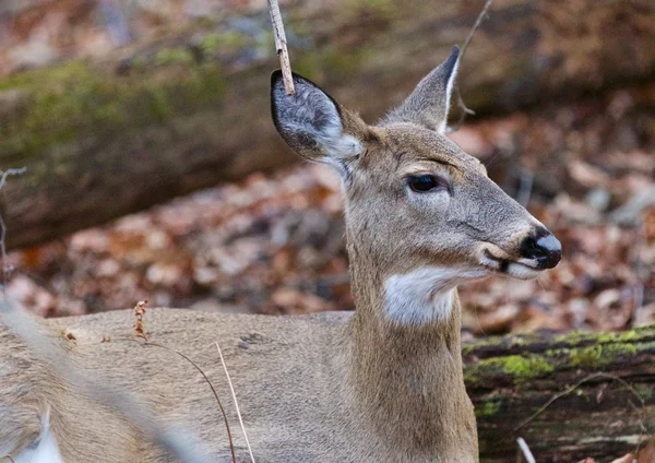 Photo of the cute deer