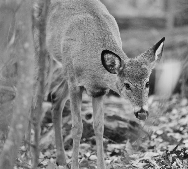 Black and white photo of a young deer