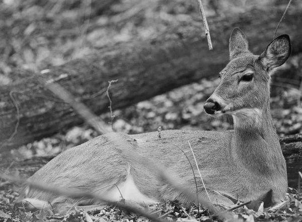 Black and white photo of a deer