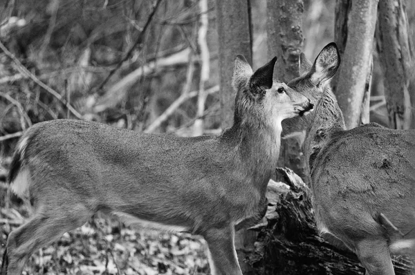 Beautiful black and white photo with the kissing deers