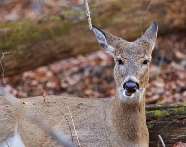 Funny picture with a deer