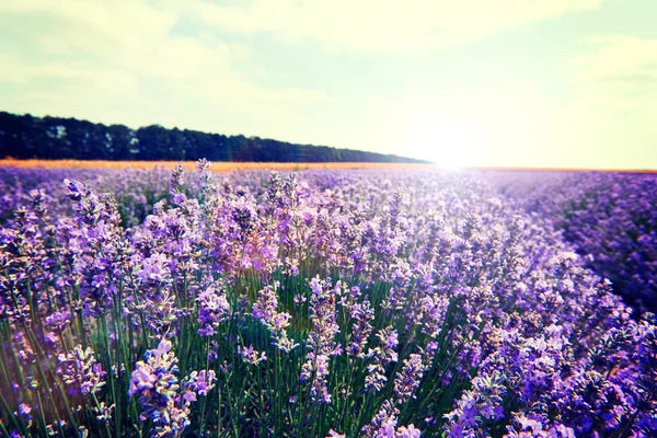 Lavender flowers lilac nature summer field background