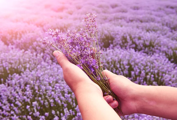 A bouquet of flowers lavender lilac in the hands against the backdrop of lavender fields and the sun
