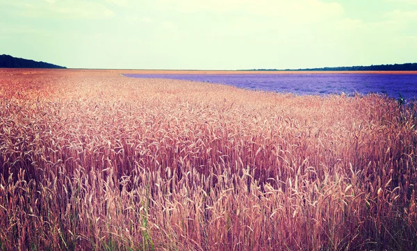 Golden wheat field bread and lavender flowers lilac nature summer field