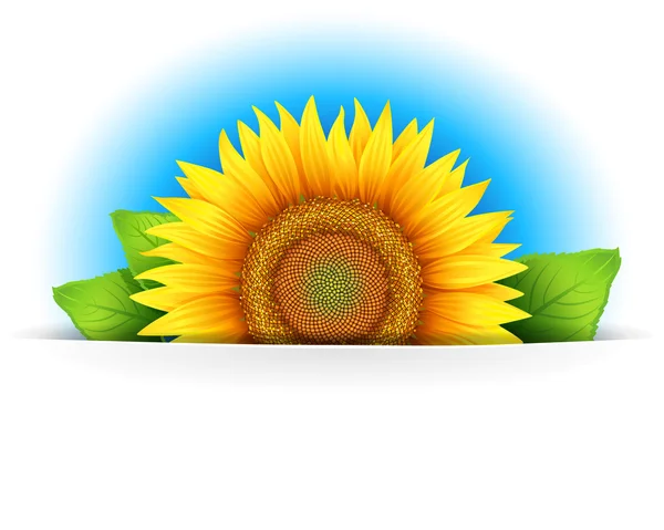 Banner, floral background or template card with sunflower