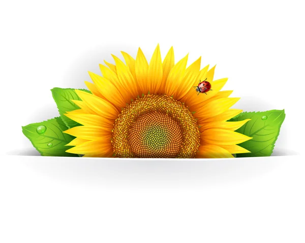 Banner, floral background or template card with sunflower