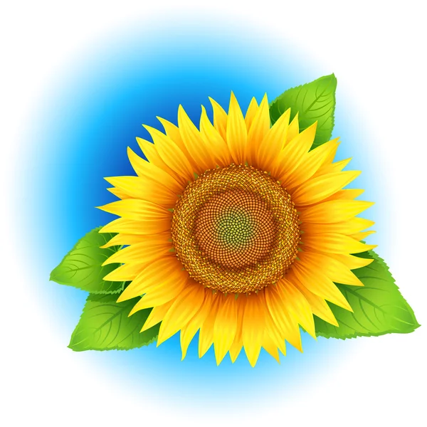 Flower of sunflower, isolated on white