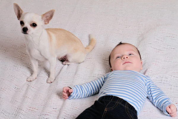 Cute baby boy and chihuahua dog on bed. Growing up with a pet at home concept.