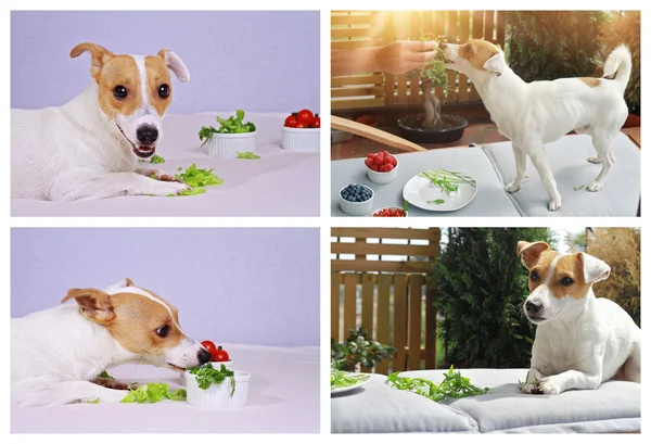 Collage set of Vegetarian dog. Dog eating salad. Vegetables in dog  nutrition
