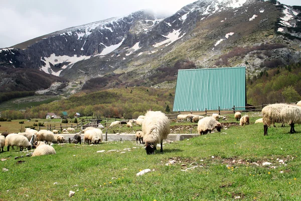 Sheeps grazing in a beautiful moutain landscape. Nature, ecology, environment concept