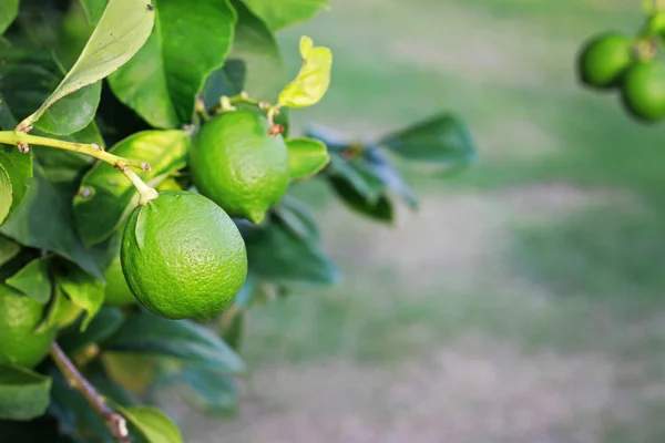 A lemon tree with green lemons. Nature background