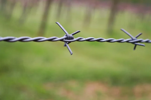 Barbed wire. Security, protection, border, private property, outdoors
