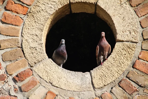 Two pigeons on window . Love concept