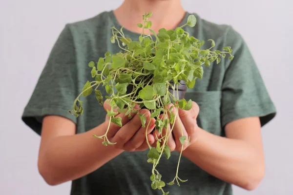 Close up of kid holding  plant . Ecology and environmental awareness. growing organic herbs for cooking at home