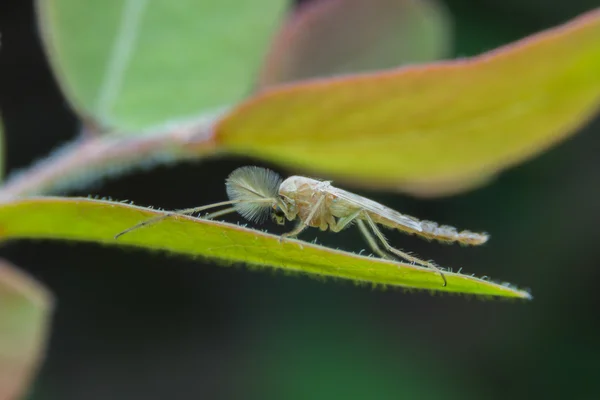 Adult male midge (Chironomidae) Close up. Super Macro