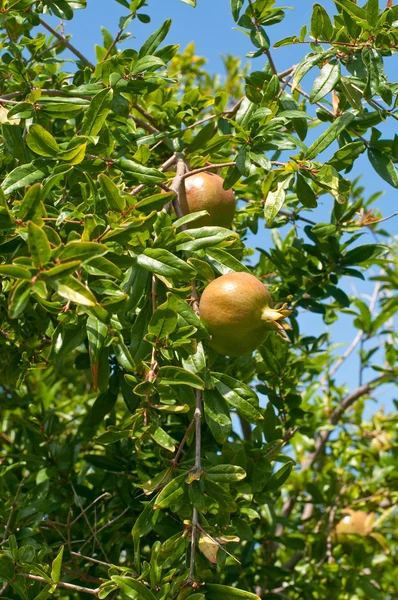 Pomegranate plants ready to be harvested