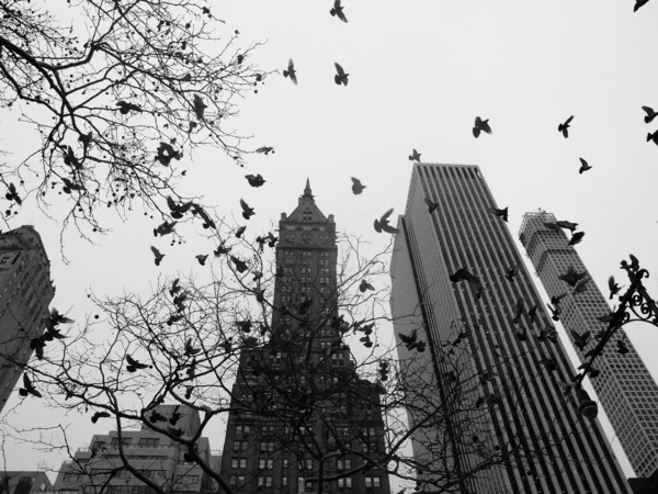 New York city central park black and white