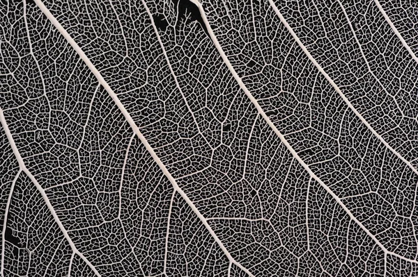 Dry leaf structure