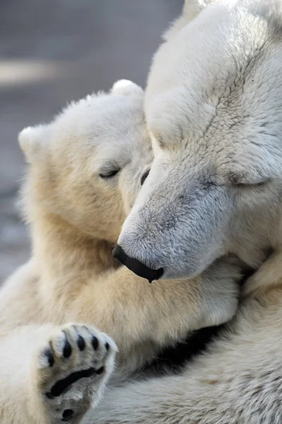 Polar bear   with  mom