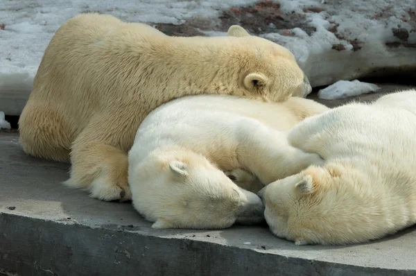 Polar bears  sleeping