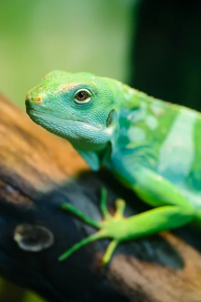 Green lizard, Fiji banded iguana