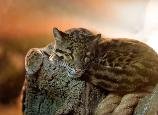 Young clouded leopard