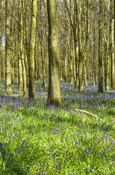 Bluebell forest in the spring