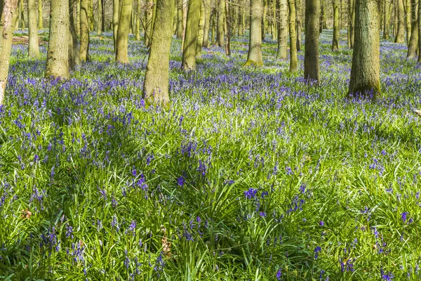 Bluebell forest in the spring