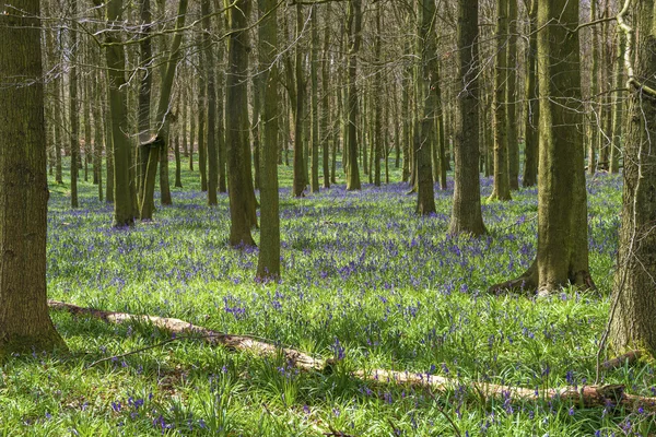 Bluebell forest in the spring