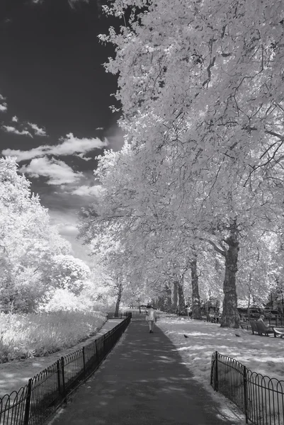 St James Park, London UK - Infrared black and white landscape