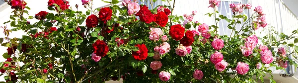 Red and pink climbing roses.