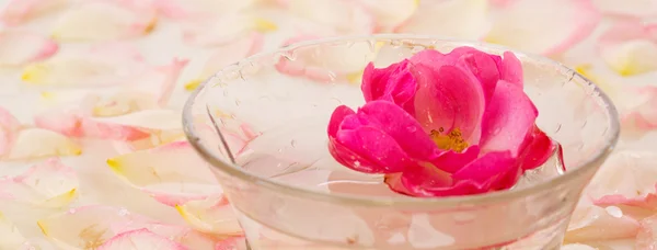 Pink Rose in a bowl of water and white petals.