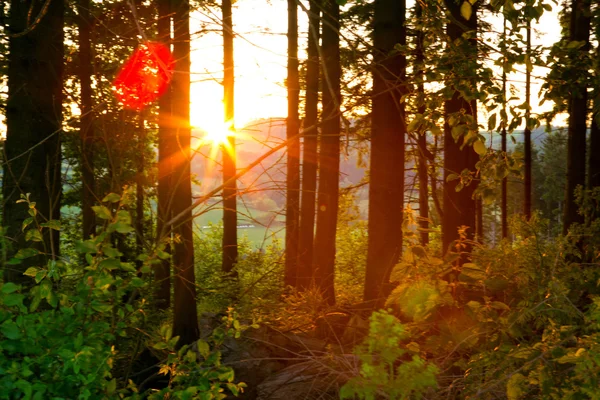 Sunset in German summer forest.