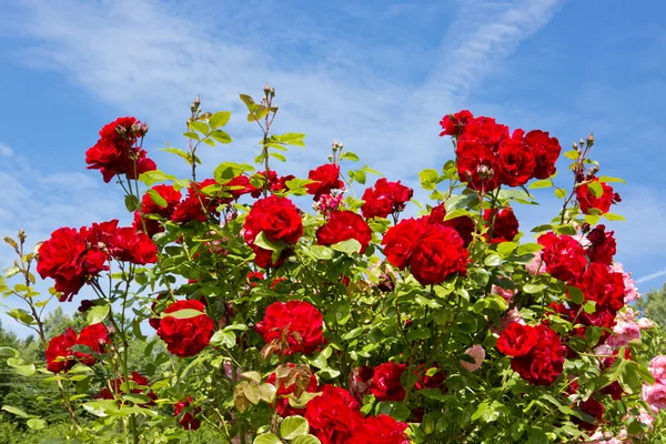 Red climbing rose isolated on blue sky.