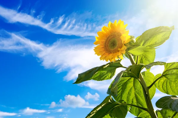 Sunflower on Blue Sky.