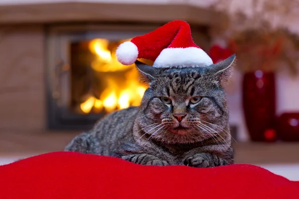 Gray Cat with Santa hat and a fireplace.