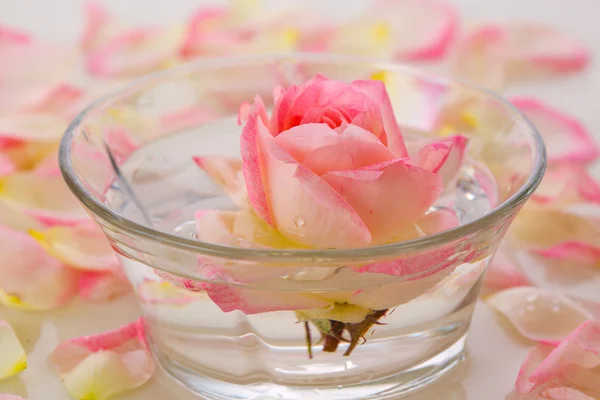 White Rose in a bowl of water and  petals.