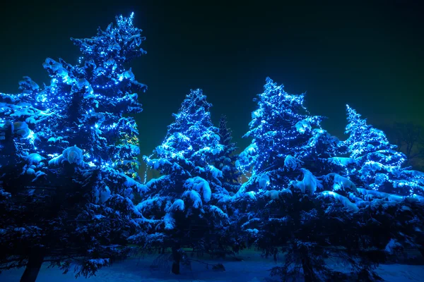 Snow covered Christmas tree lights in a winter forest by night