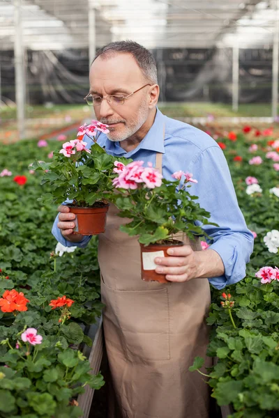 Skillful senior gardener is working in plant nursery