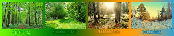 Seasons. Forest in spring, summer, autumn and winter