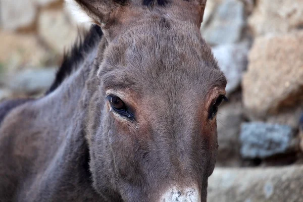 Photo of a donkey head