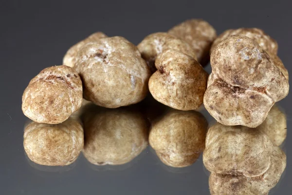 White truffles Tuber oligospermum